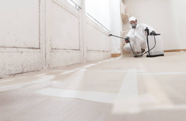 Black mold remediation team in Excelsior